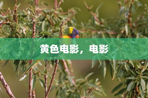 黄色电影，电影