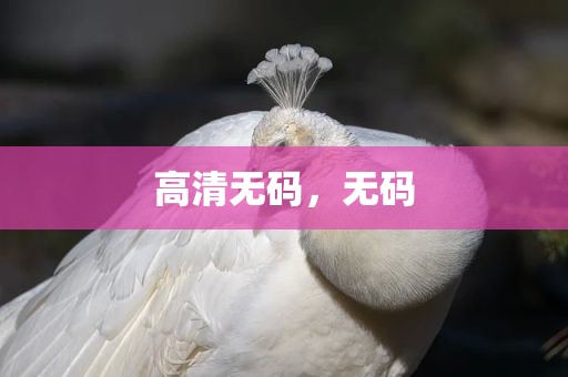 高清无码，无码