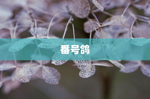 番号鸽