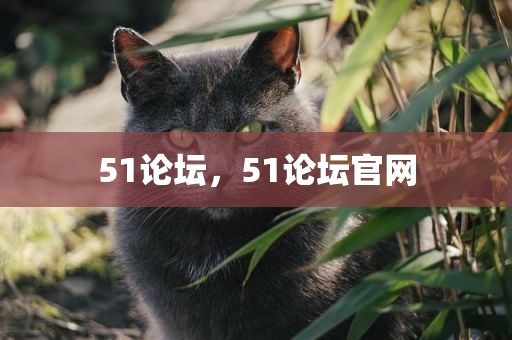 51论坛，51论坛官网