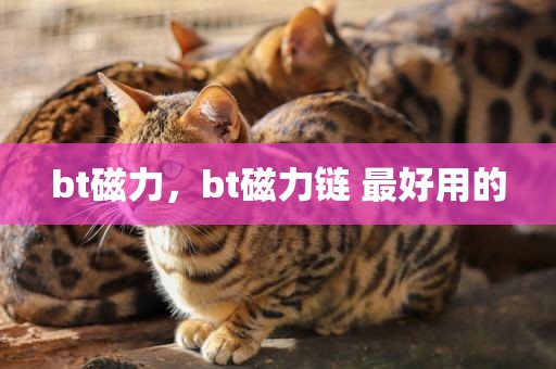 bt磁力，bt磁力链 最好用的