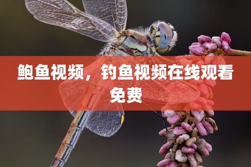 鲍鱼视频，钓鱼视频在线观看免费