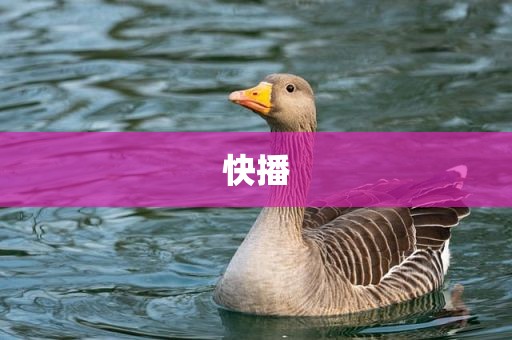 快播