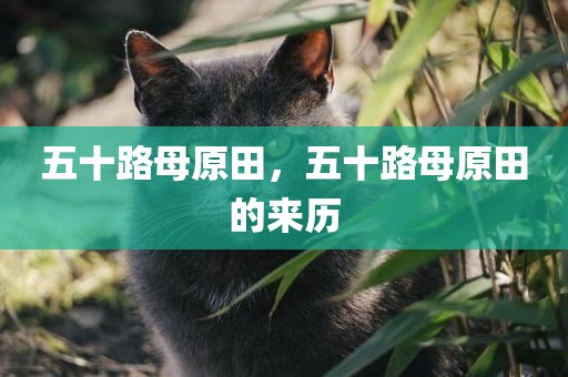 五十路母原田，五十路母原田的来历