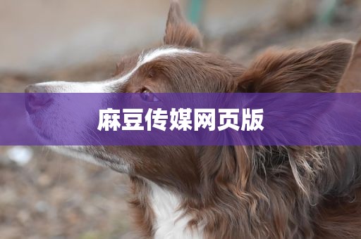 麻豆传媒网页版