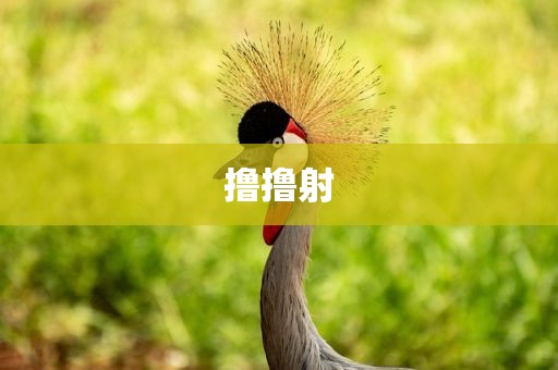 撸撸射