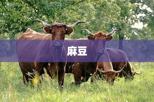 麻豆