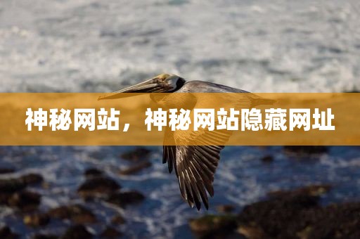 神秘网站，神秘网站隐藏网址