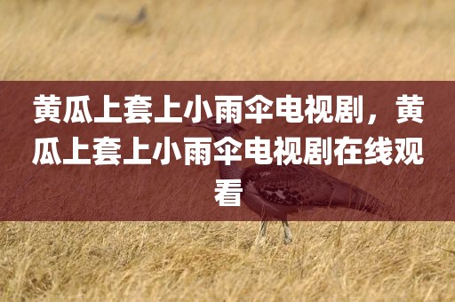 黄瓜上套上小雨伞电视剧，黄瓜上套上小雨伞电视剧在线观看