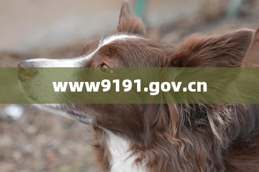 www9191.gov.cn