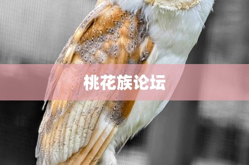 桃花族论坛