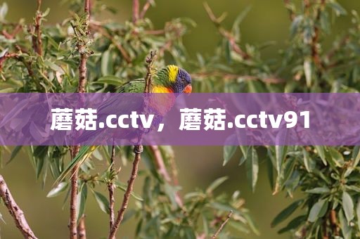 蘑菇.cctv，蘑菇.cctv91