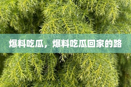 爆料吃瓜，爆料吃瓜回家的路