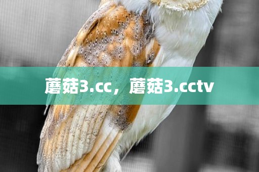 蘑菇3.㏄，蘑菇3.cctv