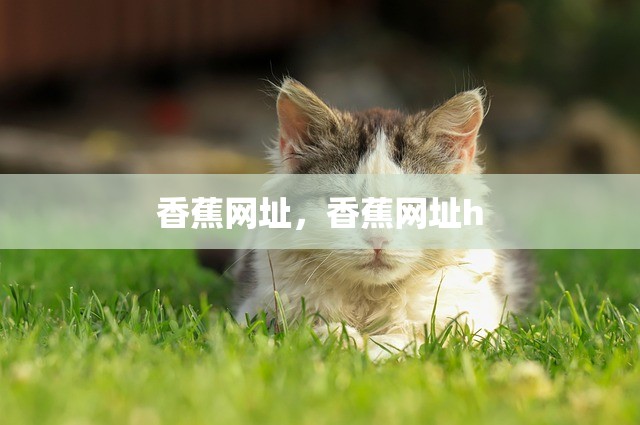 香蕉网址，香蕉网址h