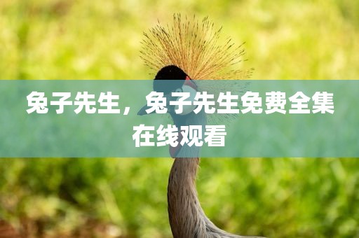 兔子先生，兔子先生免费全集在线观看