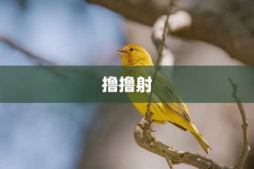 撸撸射