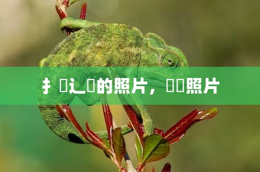 扌喿辶畐的照片，埻堭照片