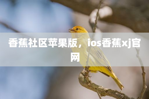 香蕉社区苹果版，ios香蕉xj官网