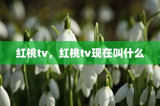 红桃tv，红桃tv现在叫什么