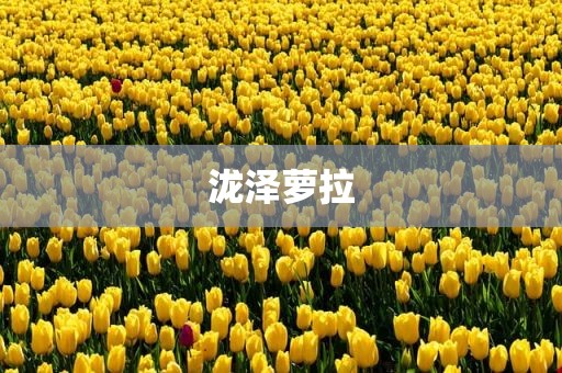 泷泽萝拉