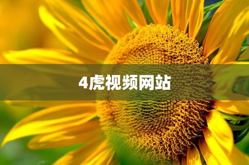 4虎视频网站