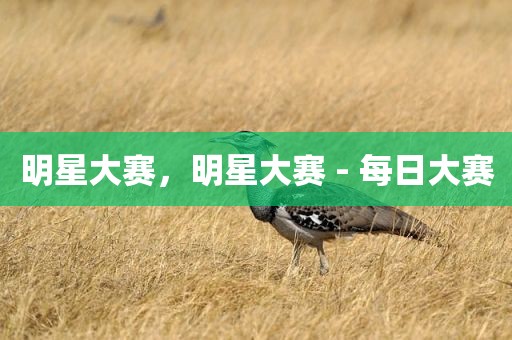 明星大赛，明星大赛 - 每日大赛
