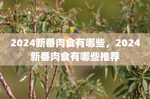 2024新番肉食有哪些，2024新番肉食有哪些推荐