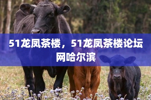 51龙凤茶楼，51龙凤茶楼论坛网哈尔滨
