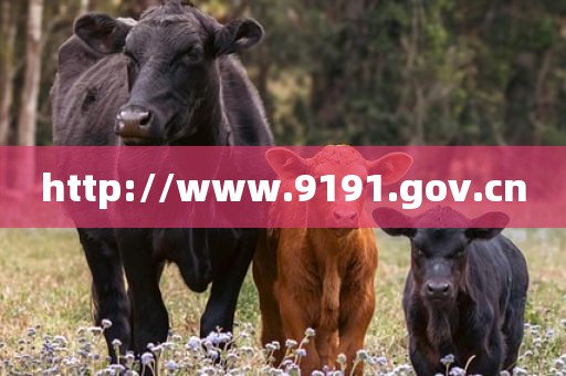http://www.9191.gov.cn