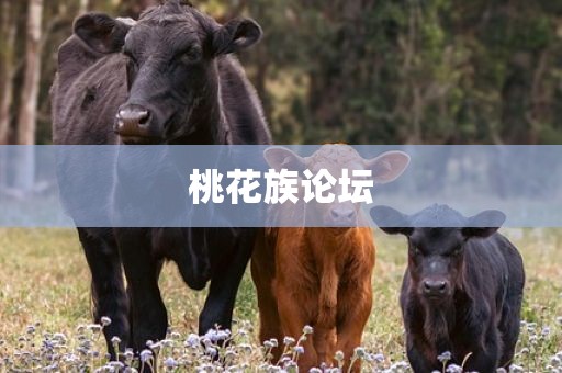 桃花族论坛