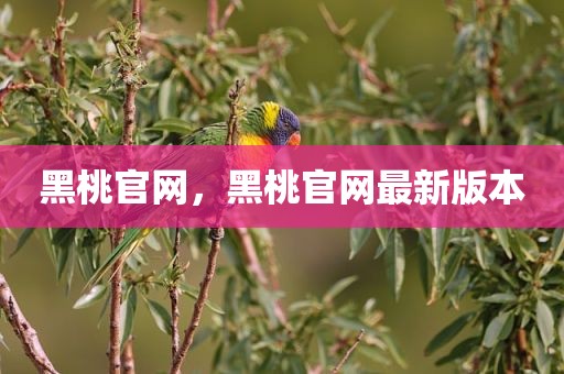 黑桃官网，黑桃官网最新版本