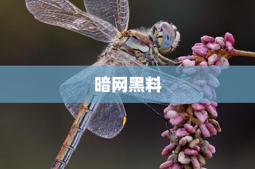 暗网黑料